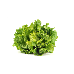 SALADE BATAVIA BLONDE X12 CAT II