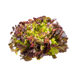 SALADE FEUILLES DE CHENE ROUGE