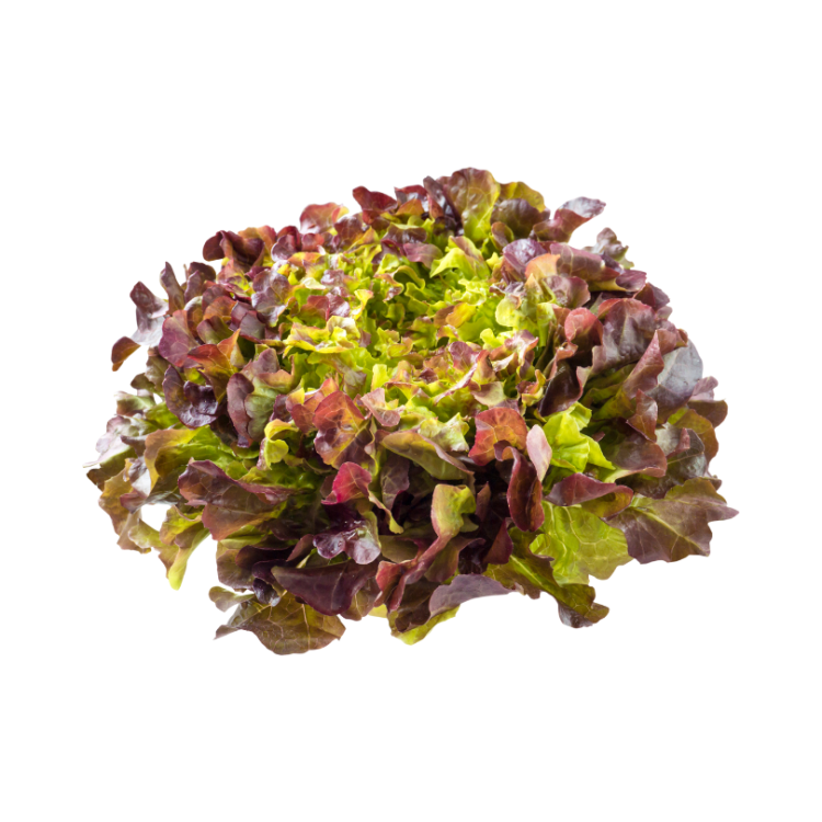 SALADE FEUILLE DE CHENE ROUGE X12 CAT II