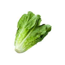 SALADE SUCRINE  X 12 CAT II