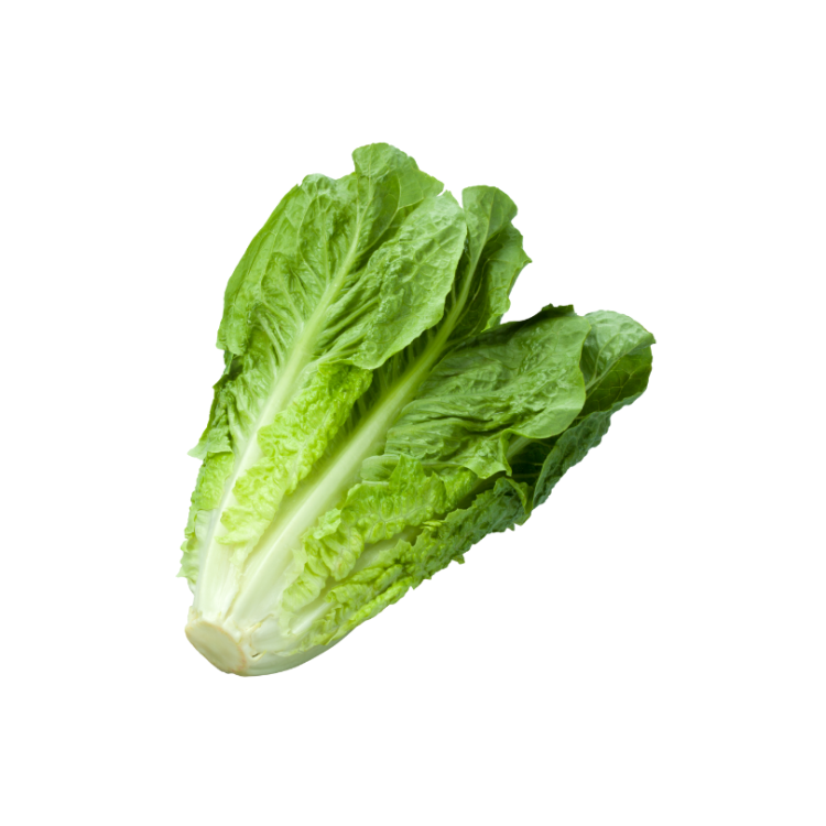 SALADE SUCRINE  X 12 CAT II