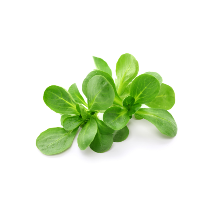 SALADE MACHE - BIO - FRANCE