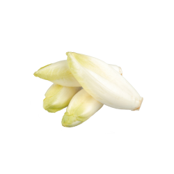 ENDIVE / NORD CAT II