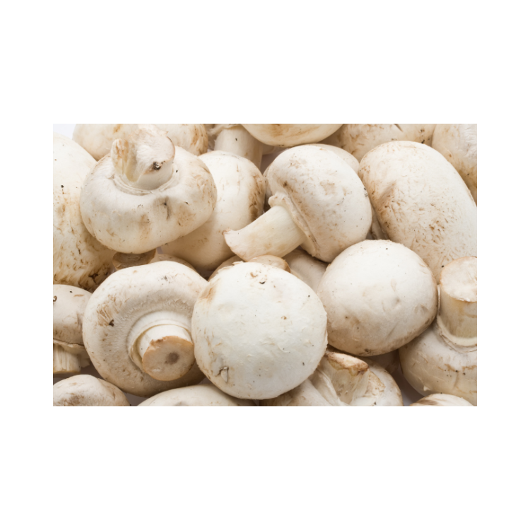 CHAMPIGNON PARIS BRUN 2KG CAT II