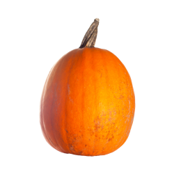 POTIMARRON ORANGE