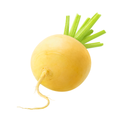 NAVET JAUNE BOULE D'OR - BIO - FRANCE