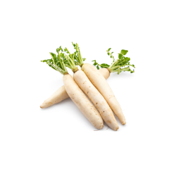 RADIS DAIKON CAT II