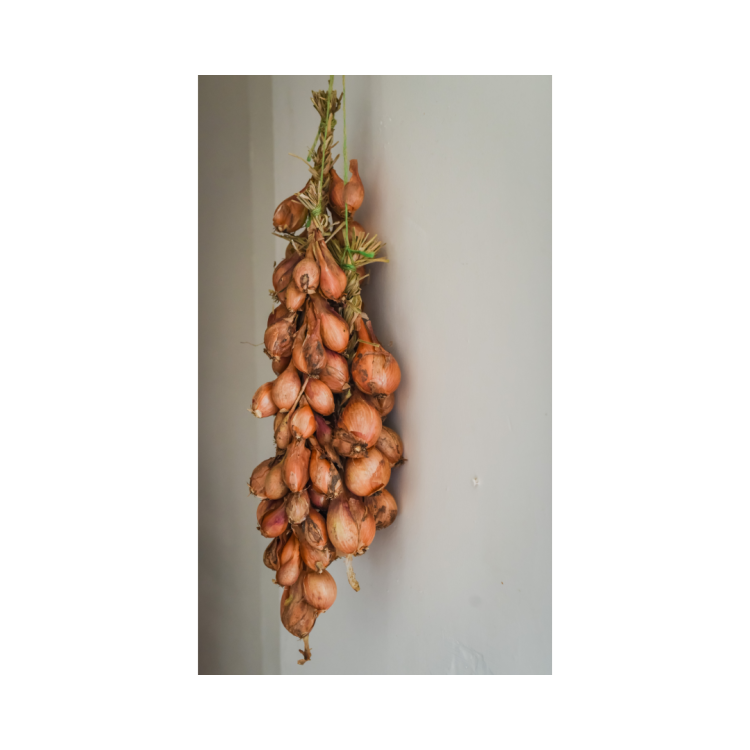 ECHALOTE TRESSE - BIO - FRANCE