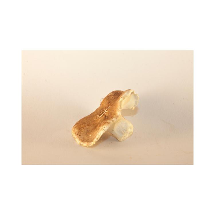 CHAMPIGNON PIED DE MOUTON