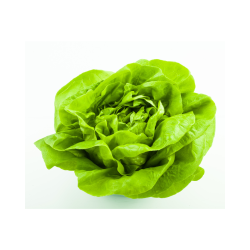 SALADE LAITUE - BIO - FRANCE