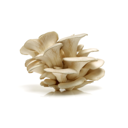 CHAMPIGNON PLEUROTE
