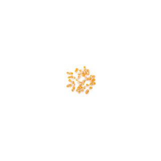 MAIS POP CORN - BIO - FRANCE
