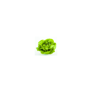 SALADE LAITUE BIO