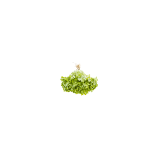 SALADE FRISÉE BIO