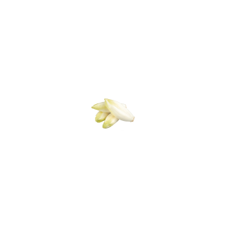 ENDIVE BIO