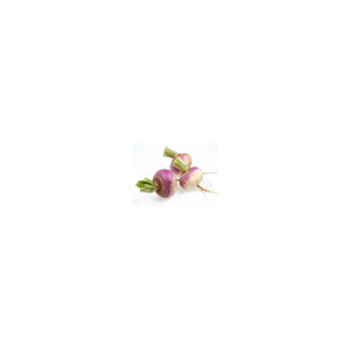 NAVET NOUVEAU VIOLET