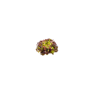 SALADE FEUILLES DE CHENE ROUGE
