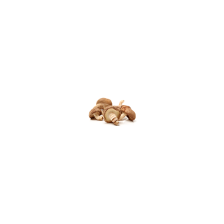 SHIITAKE BIO