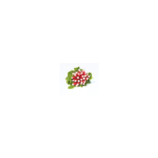 Radis botte - Bio - France