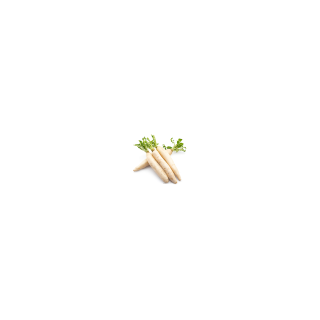 RADIS DAIKON