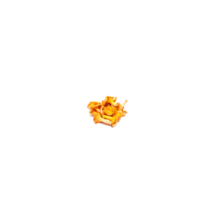 CHAMPIGNON GIROLLE BIO CAT II