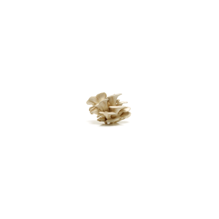CHAMPIGNON PLEUROTE