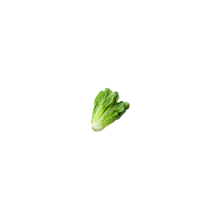 SALADE SUCRINE BIO