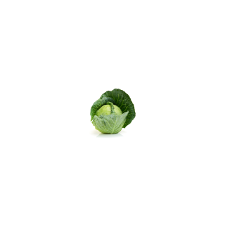 CHOU VERT FRISE BIO