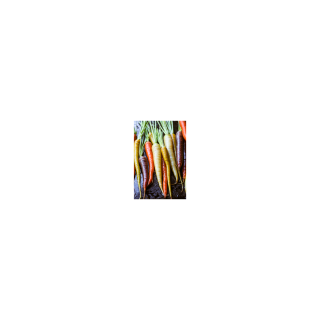 CAROTTE MULTICOLORE